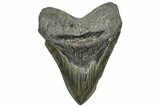 Serrated, Fossil Megalodon Tooth - North Carolina #319901-1